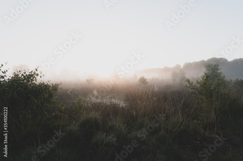 misty morning in the moor