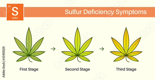 Medical Cannabis Growing Problems and Plant Pot Leaves Disease, Deficiency, Abundance, Excess. Three 3 Stages. photo