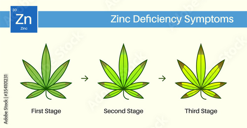 Medical Cannabis Growing Problems and Plant Pot Leaves Disease, Deficiency, Abundance, Excess. Three 3 Stages.