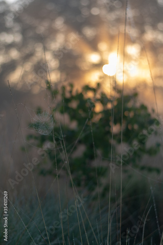 spider web in the fog at sunrise in the bog