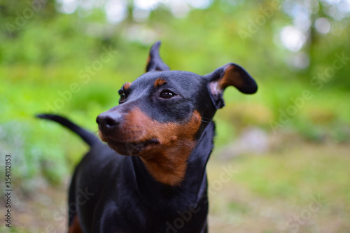 Puppy dwarf mini pincher dog on the grass
