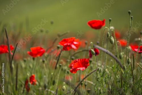 Fototapeta Naklejka Na Ścianę i Meble -  Vibrant poppies in the Sussex countryside