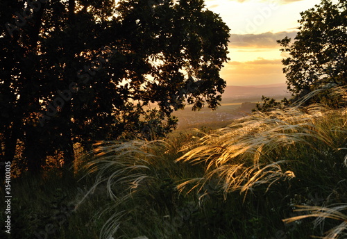 steppe grass spotted in the sunset