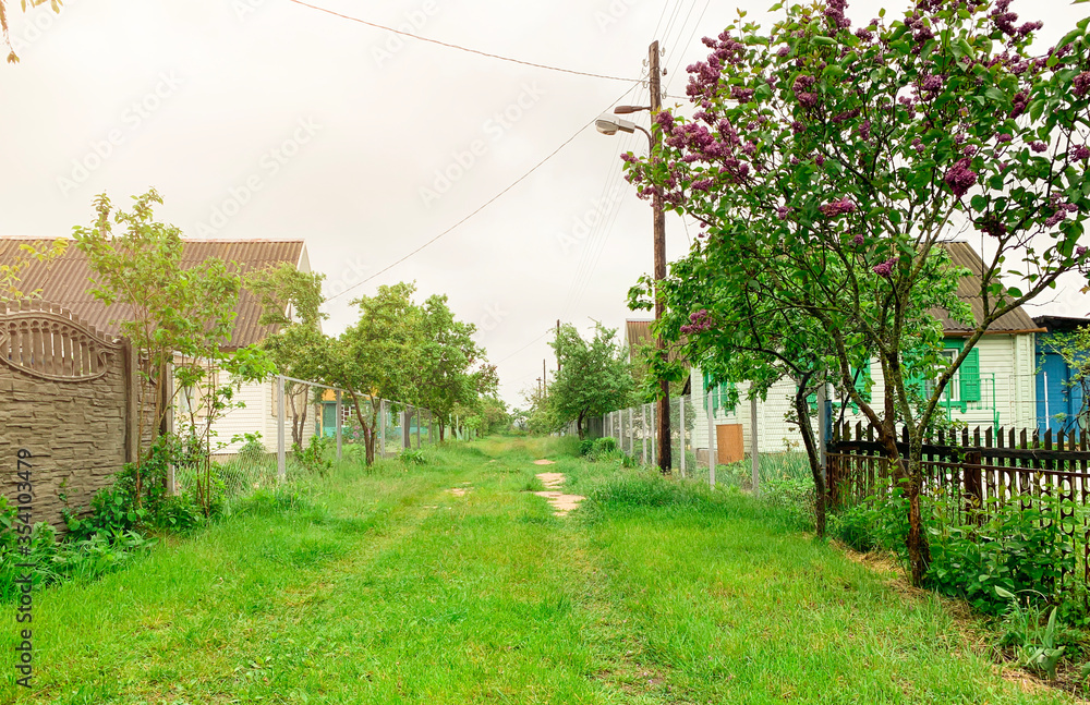 Garden, vegetable garden outside the city. Street with green trees in nature, country houses. Sunlight.
