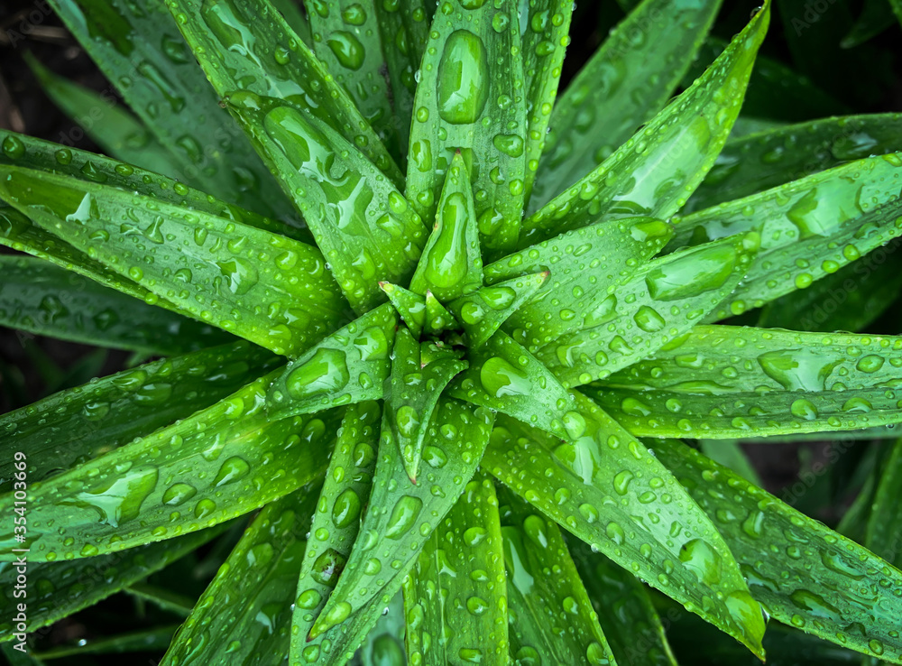 Green background with flower leaves. Natural greenery, raindrops. close-up. Garden, vegetable garden. Green background with flower leaves. Natural greenery, raindrops. close-up. Garden, vegetable garden.