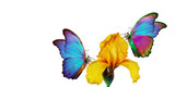 bright colorful morpho butterflies on a yellow iris flower isolated on a white. butterflies on a flowers. copy space
