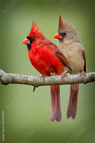 Northern Cardinal Pair on Branch Against Green Background © Bonnie Taylor Barry 