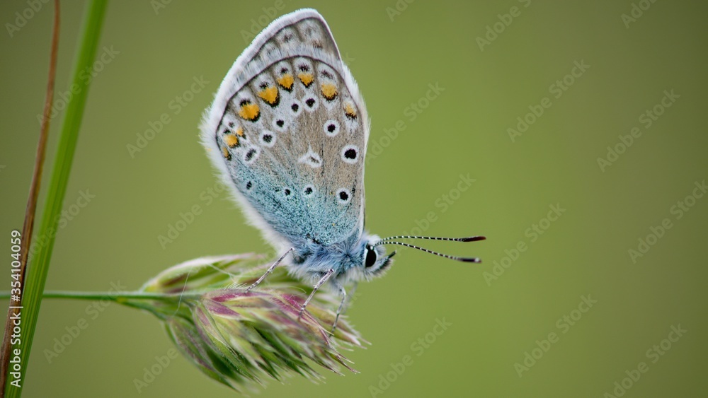 Fototapeta premium The Common Blue (Plebejus idas) is a species of diurnal butterfly in the blue family