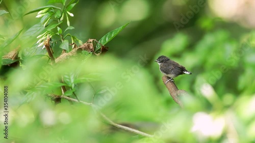 The chicks are perched on a branch waiting for their parents in the park.