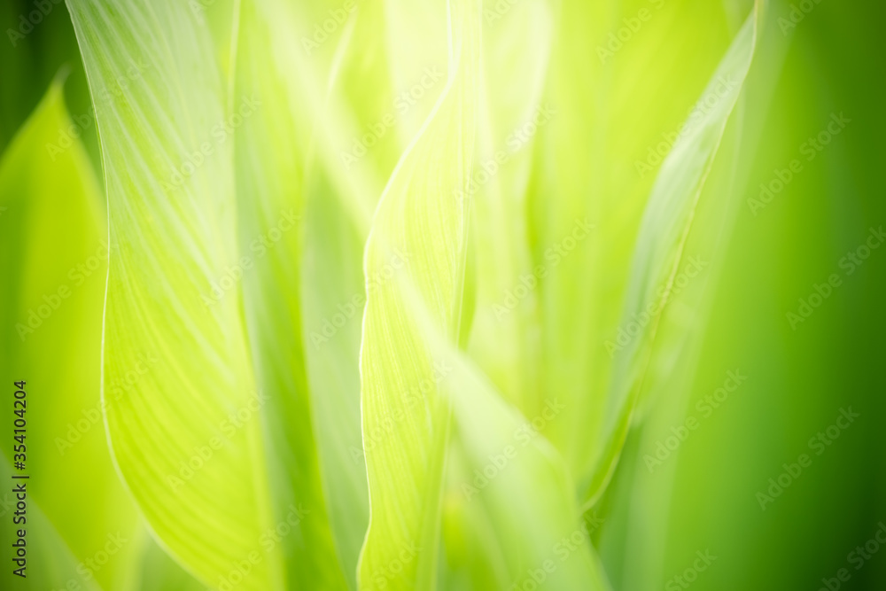 Amazing nature view of green leaf on blurred greenery background in garden and sunlight with copy space using as background natural green plants landscape, ecology, fresh wallpaper concept. Amazing nature view of green leaf on blurred greenery background in garden and sunlight with copy space using as background natural green plants landscape, ecology, fresh wallpaper concept.