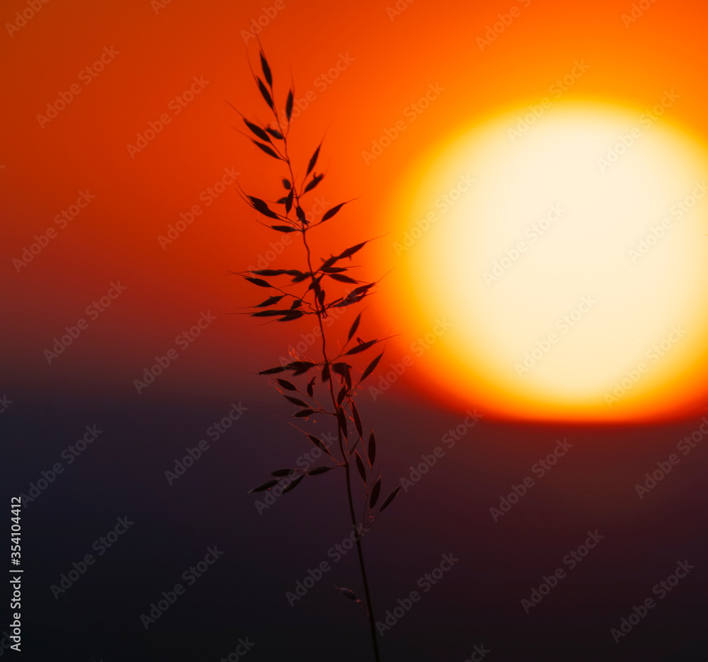 Obraz premium at the end of the day, field grass at sunset