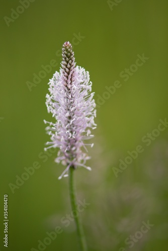 The lanceolata plantain (Plantago lanceolata) is a medicinal herb that has anti-cough properties and has anti-inflammatory and antibiotic effects.