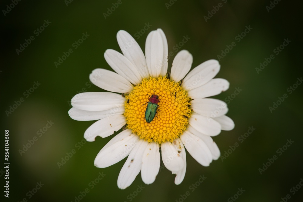 daisy flower closeup daisy flower closeup