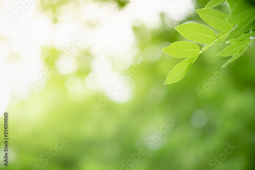 Amazing nature view of green leaf on blurred greenery background in garden and sunlight with copy space using as background natural green plants landscape  ecology  fresh wallpaper concept.