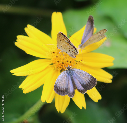 Butterflies sets on a yellow flowers © Ruma