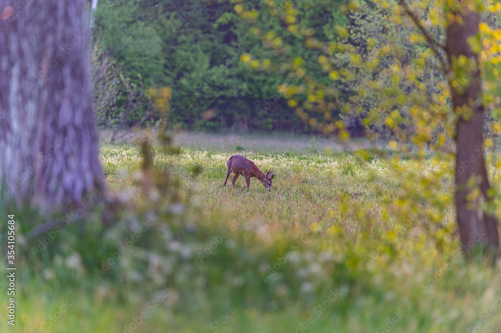 Obraz premium roe deer in the wild