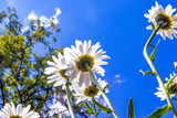 White camomiles close-up. Wildflowers on a background of blue sky. Spring landscape
Field of daisies, blue sky and sun.