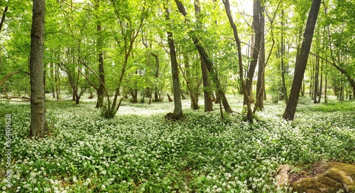 White garlic in full bloom in the green spring forest called Rövarekulan in southern Sweden