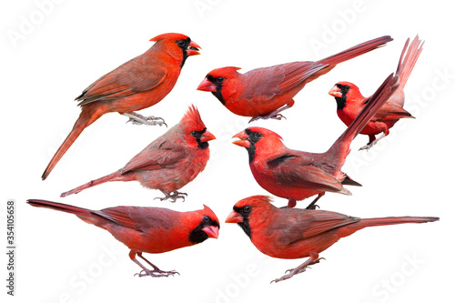 Seven Northern Cardinal Males Isolated on White Background