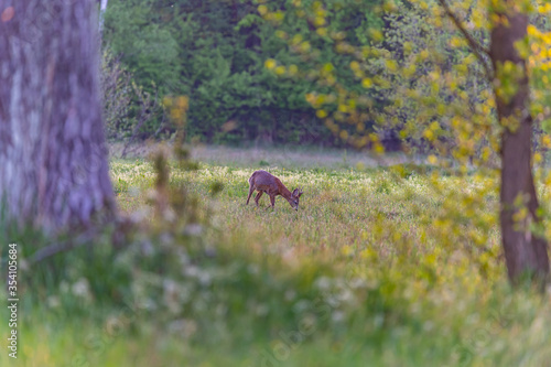 roe deer in the wild © Krzysztof