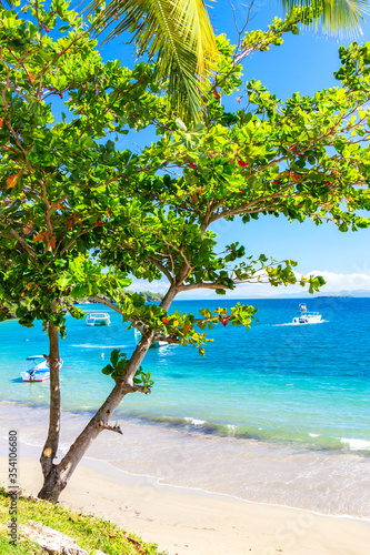 Fototapeta Naklejka Na Ścianę i Meble -  Beautiful beach with a tree. Vacation background. Idyllic beach landscape in Samana, Dominican Republic
