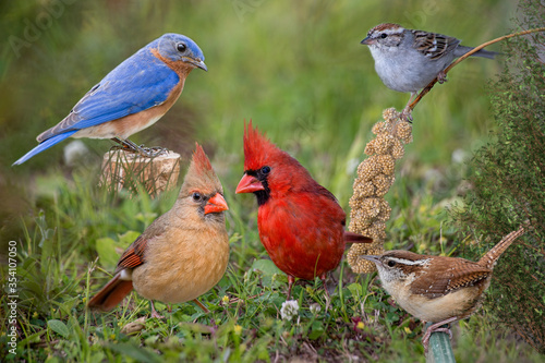 Woodland Bird Friends