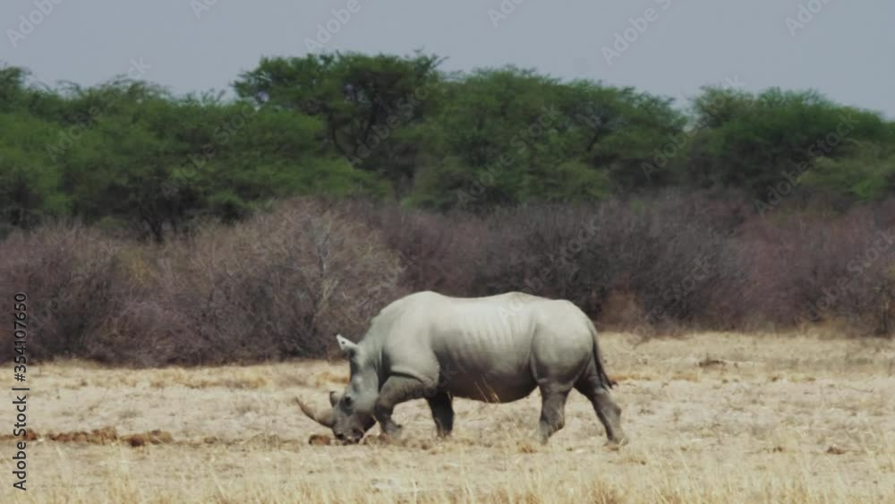 A Young White Rhinoceros Bull Walking On The Field With The Extreme Heatwave In Khama Rhino Sanctuary, Botswana. - wide shot A Young White Rhinoceros Bull Walking On The Field With The Extreme Heatwave In Khama Rhino Sanctuary, Botswana. - wide shot