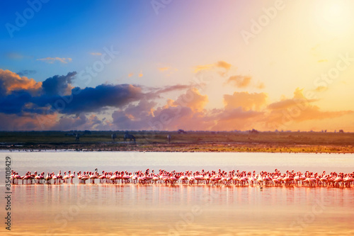 Beautiful sunset in Kenya Amboseli National Park with lake and Flamingos. Lesser flamingo Phoeniconaias minor in Kenya, Africa