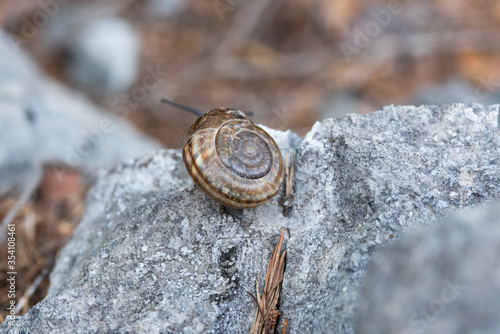 una bella lumaca a spasso sopra dei sassi in montagna photo