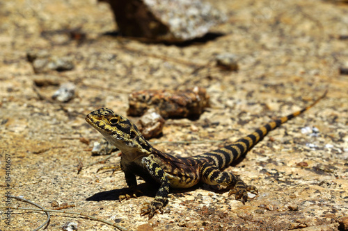 Ornate crevice-dragon (Ctenophorus ornatus), lizard on granite rocks in Southwest Western Australia