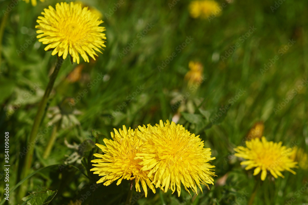 Dandelion flowers on spring green meadow Dandelion flowers on spring green meadow