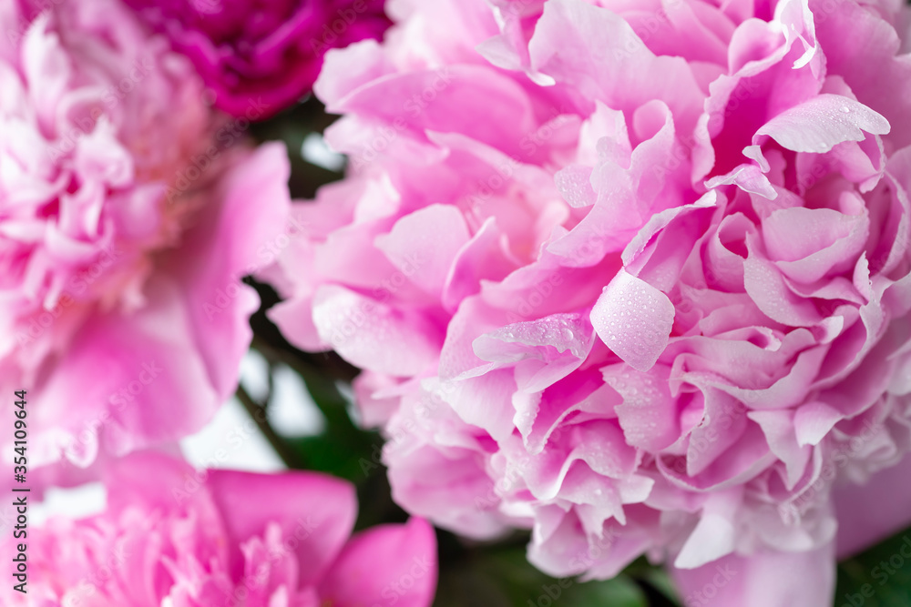 fluffy pink peonies with water drops on the petals. flower texture. horizontal image.