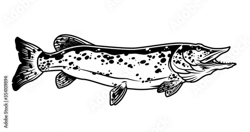 Vintage monochrome concept of pike fish