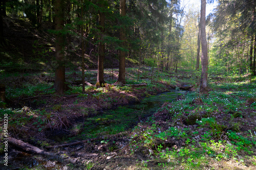 Spring sunny forest