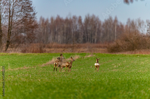 roe deer in the fields