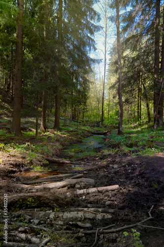 Spring sunny forest