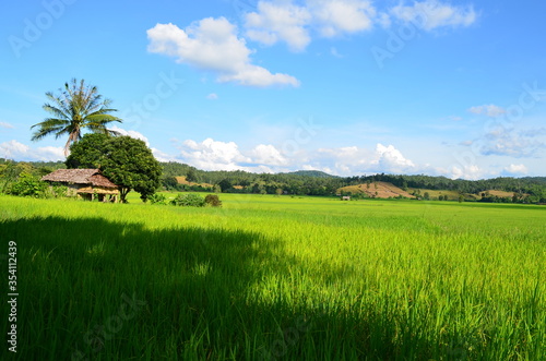 Green rice fields of the rainy season in Thailand