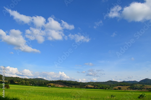 Green rice fields of the rainy season in Thailand