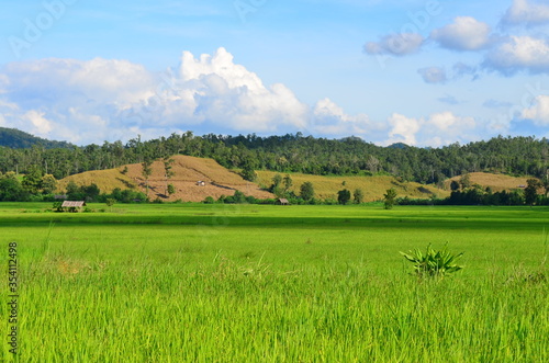 Green rice fields of the rainy season in Thailand