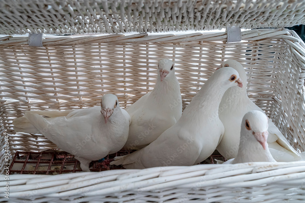 Five white carrier pigeons in a wicker white basket prepared at the