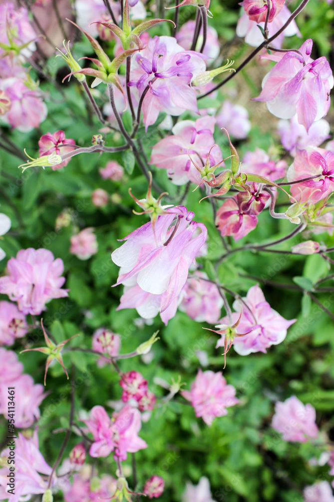 Flowers Aquilegia in the garden Flowers Aquilegia in the garden