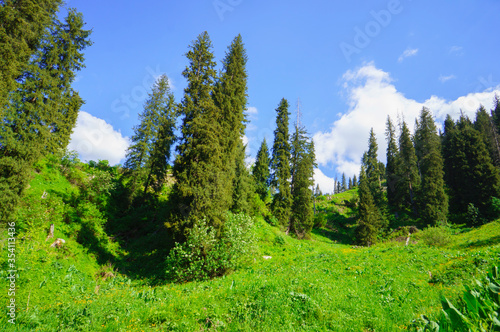 Mountain trail, trekking route in the mountains. Landscape of mountains in the summer. The road among the pine forest in the mountains.