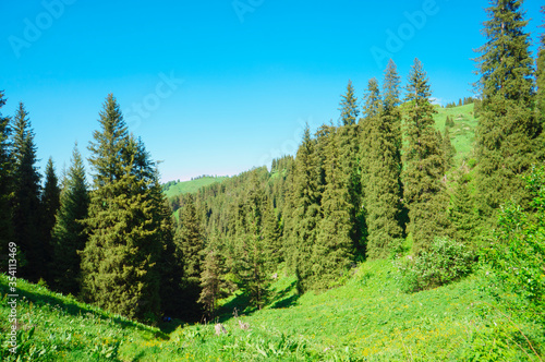 Mountain landscape, mountain landscape in the summer. Green Mountain Pines and spruce in the mountains. Blue sky. The clouds. Trekking route in the mountains. Traveling in the mountains.