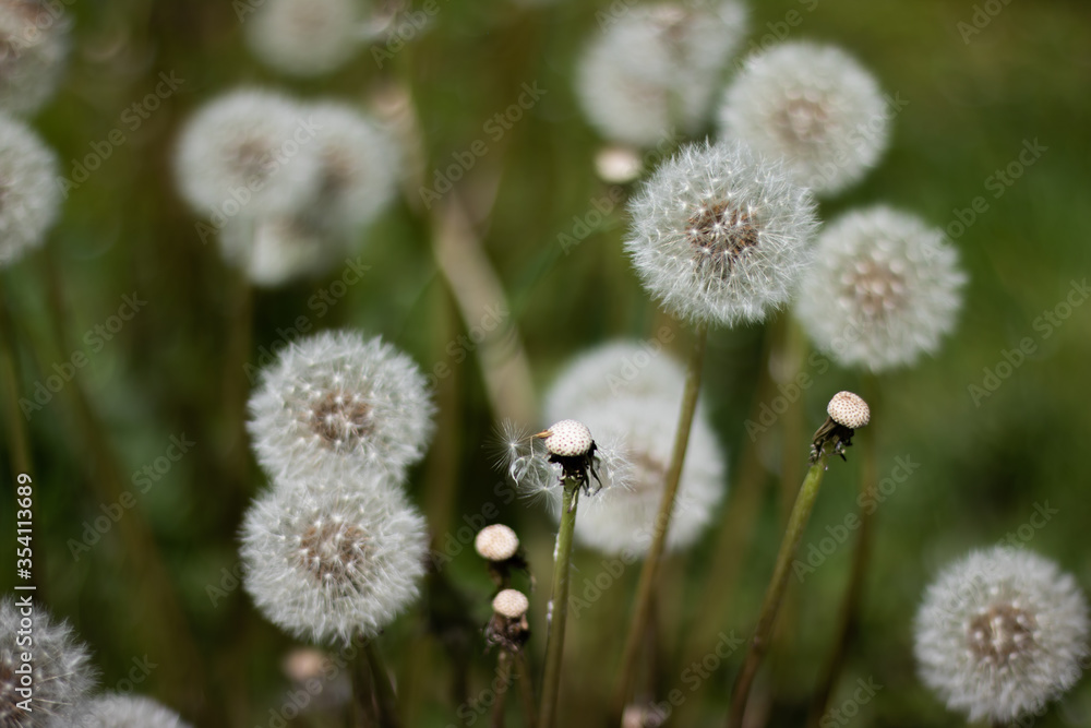 Dandelion puffs with bare stalks. Burnout concept. Dandelion puffs with bare stalks. Burnout concept.