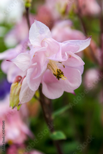 Flowers  Aquilegia in the garden