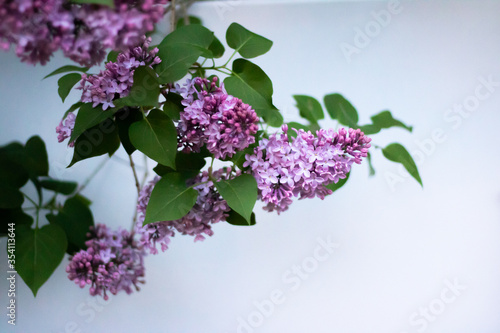 Purple lilac on white background.