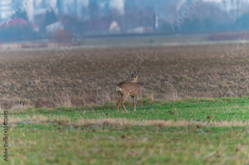 Fototapeta Naklejka Na Ścianę i Meble -  roe deer in the fields
