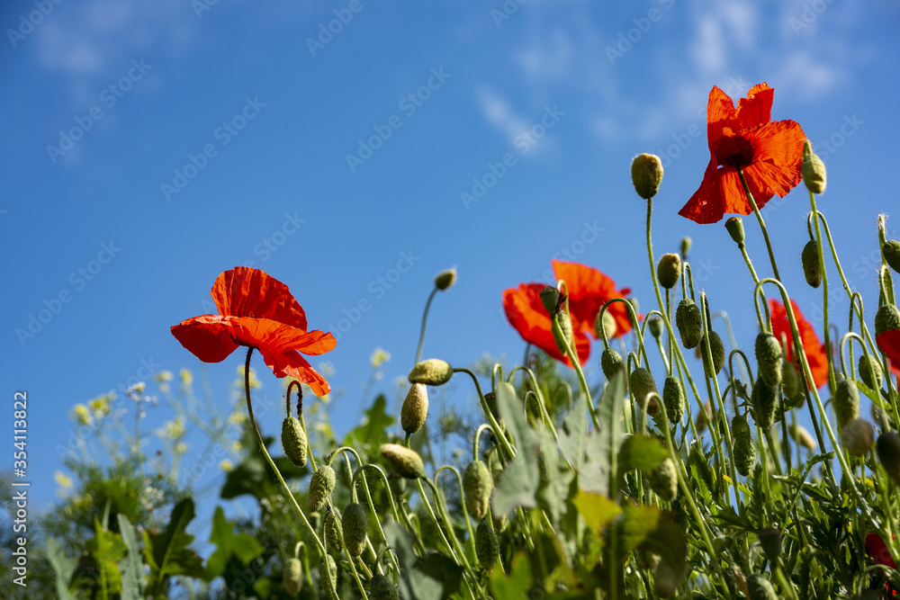 Obraz premium Wild red poppies against the blue sky