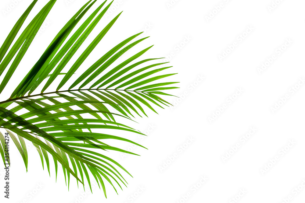 Obraz premium leaves of coconut palm isolated on white background