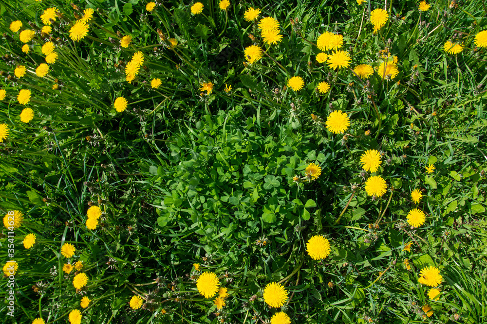 Yellow dandelions and clover in a clearing.